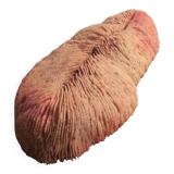 Mushroom coral