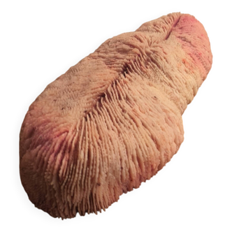 Mushroom coral