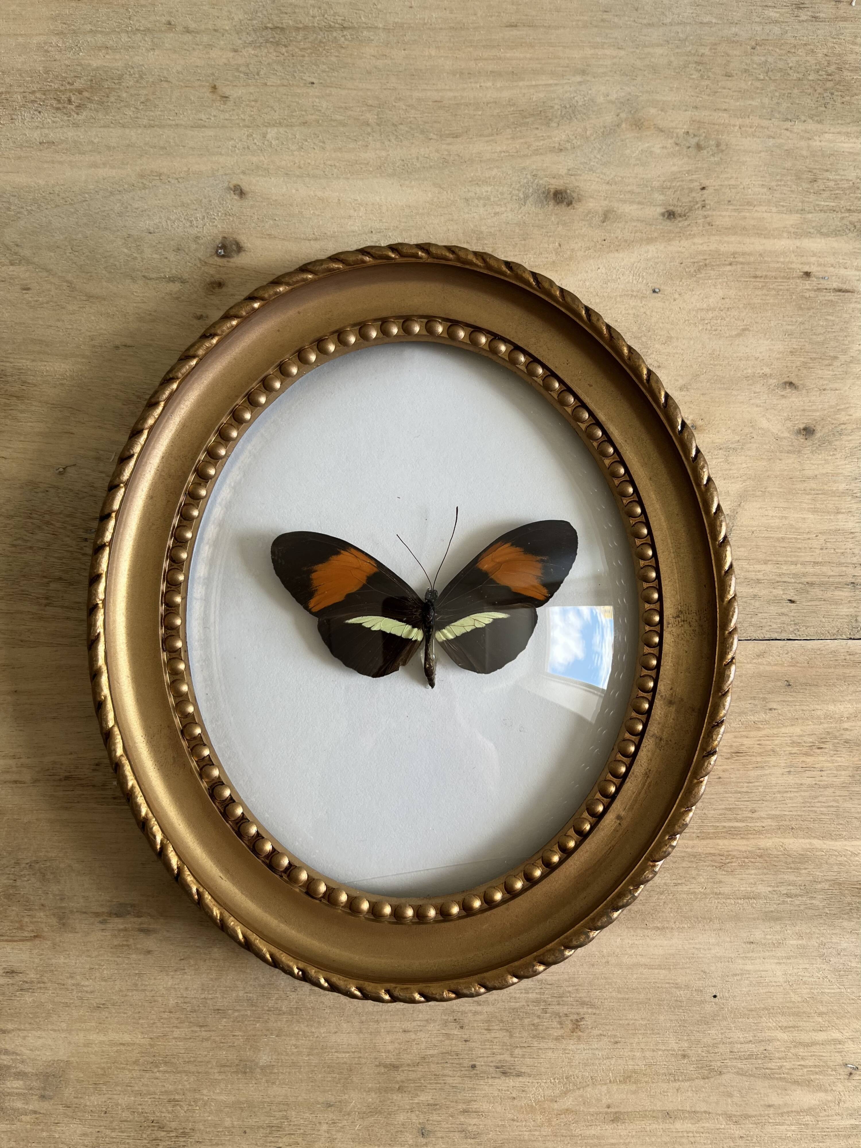 Cadre papillon naturalisé verre bombé