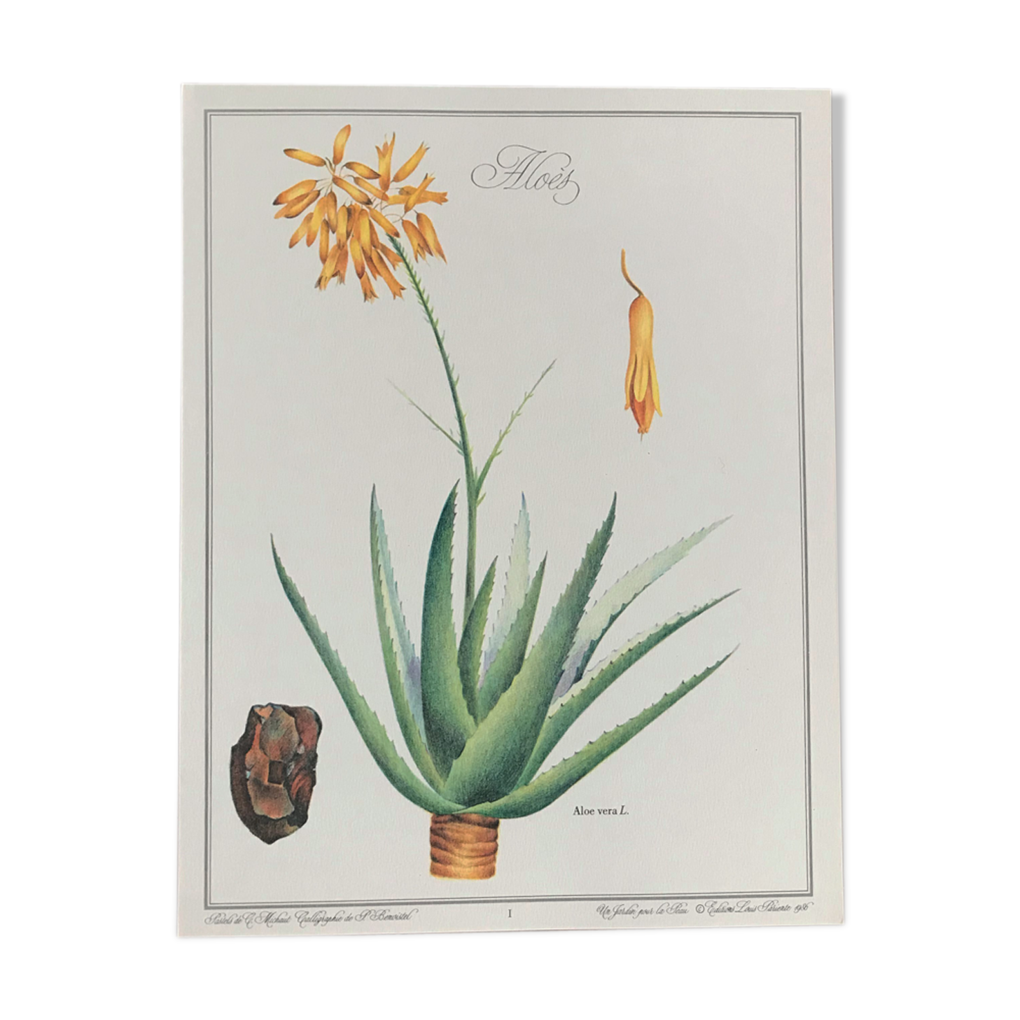 Botanical plank Aloes