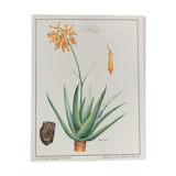 Botanical plank Aloes