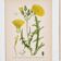 Old botanical plates in colour Brass of the fields