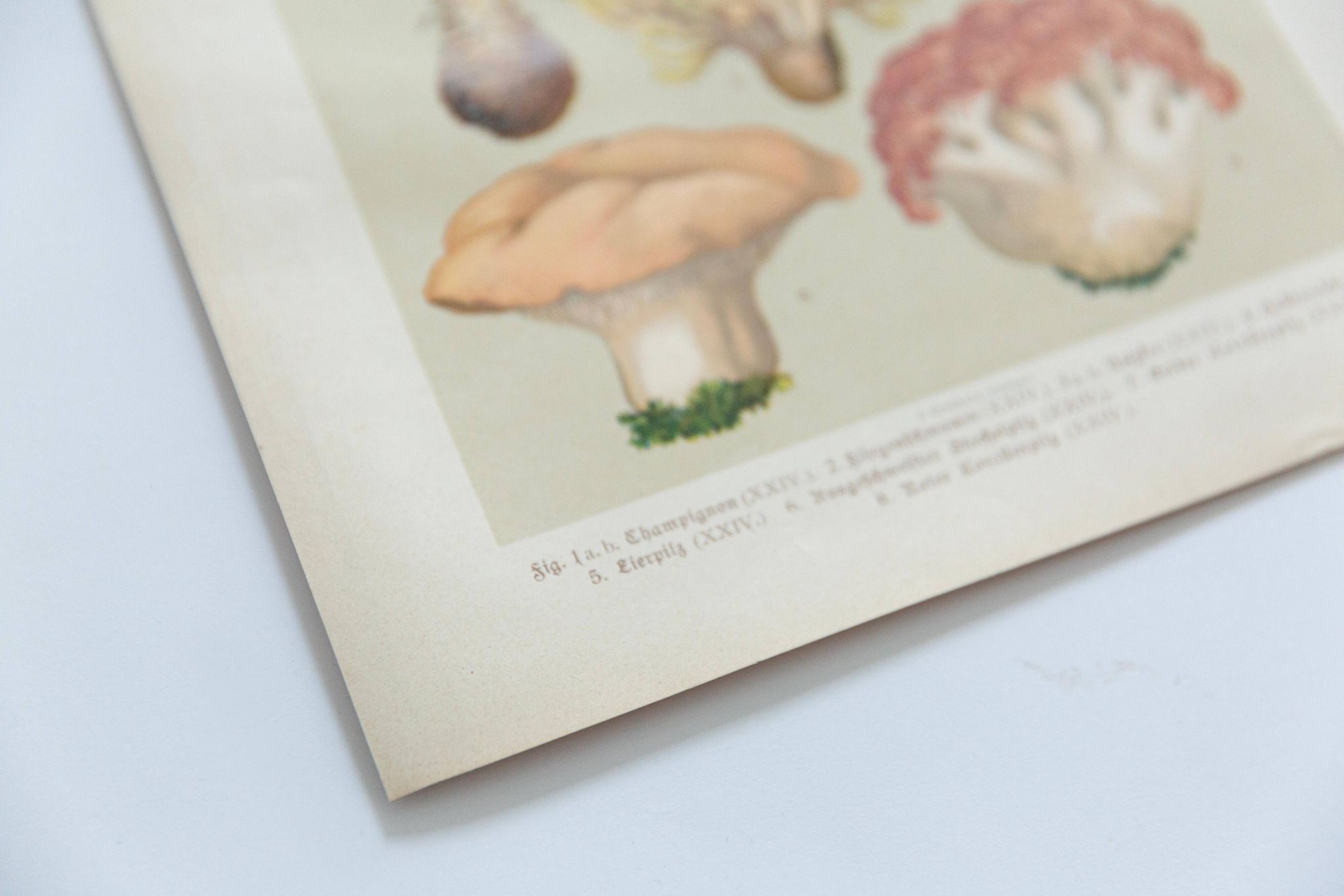 Vintage Botanical Illustration of Mushrooms, by E. Hochdanz, Stuttgart, Germany