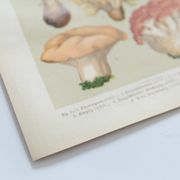 Vintage Botanical Illustration of Mushrooms, by E. Hochdanz, Stuttgart, Germany