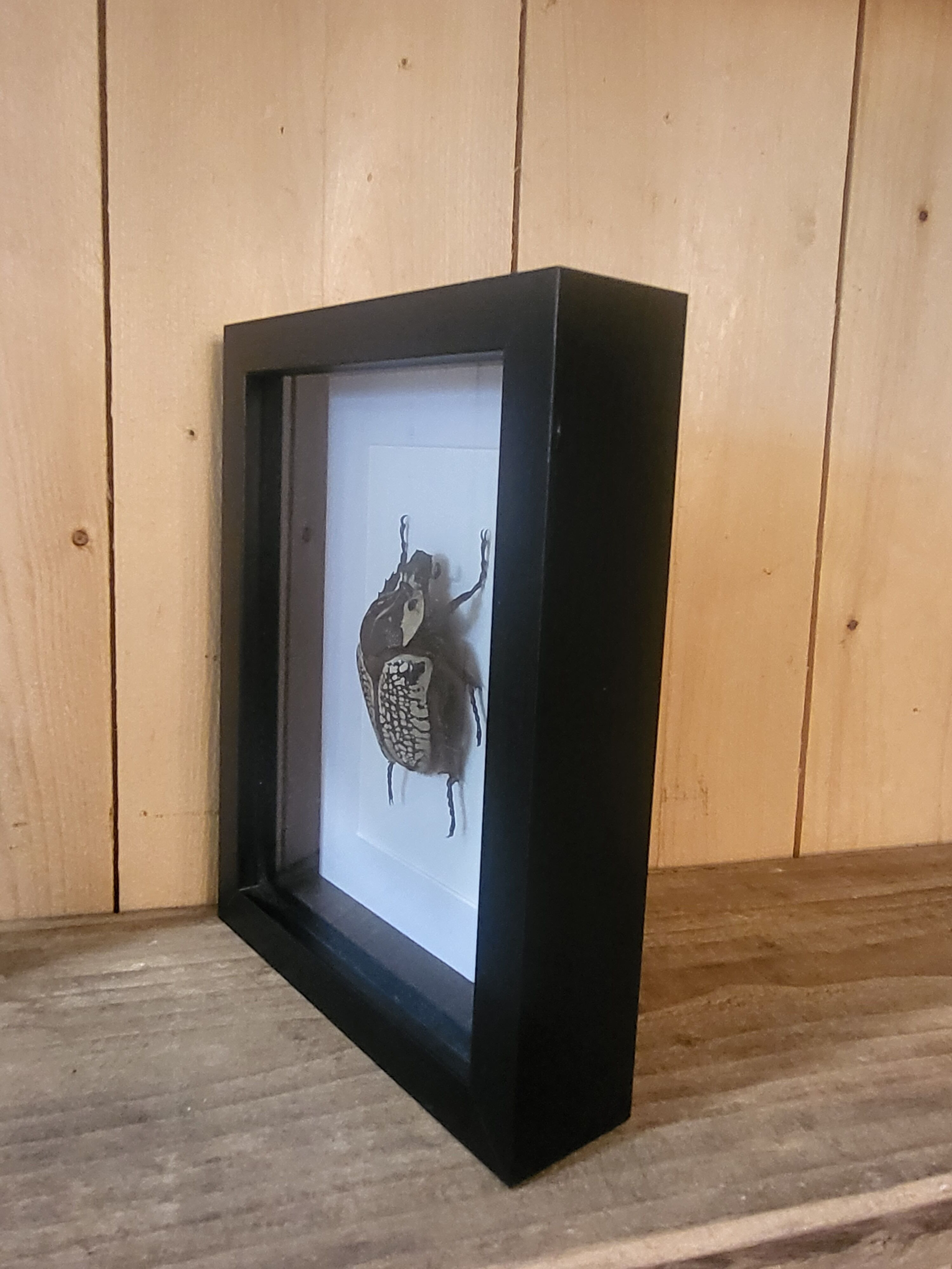 Goliathus entomology