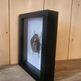 Goliathus entomology