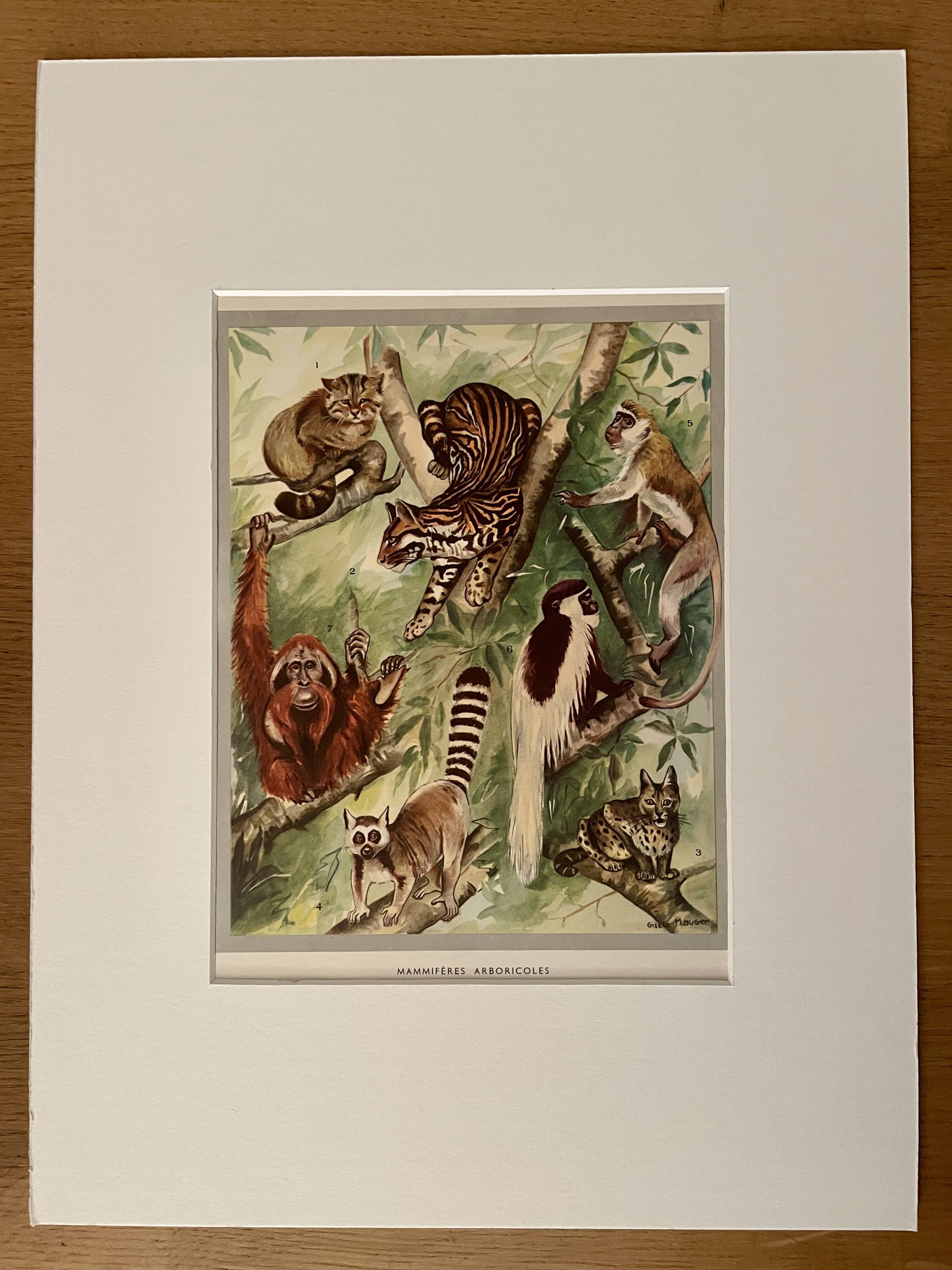Illustrated plate on arboreal mammals (cats, monkeys, lemurs) – 1950