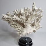 Old white coral in branches on base, 32 cm