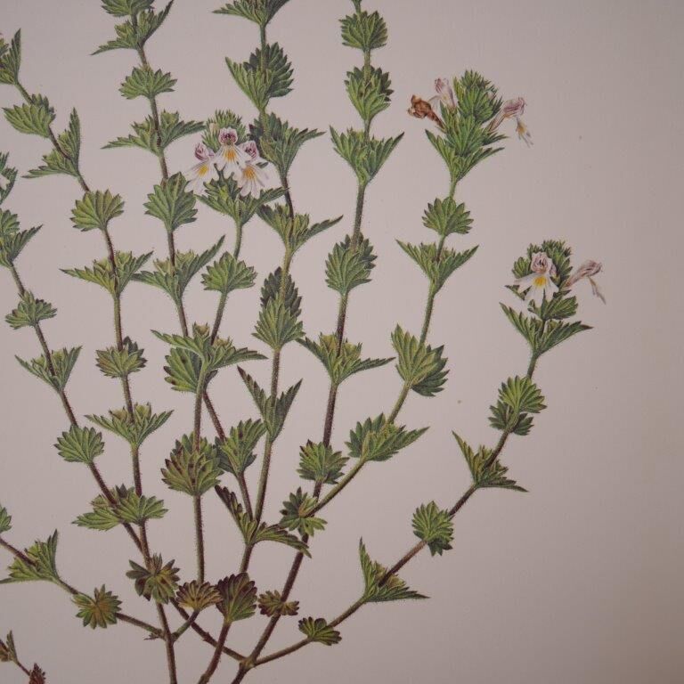 Botanical board, Glasses or ophthalmic grass