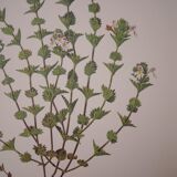 Botanical board, Glasses or ophthalmic grass