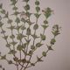 Botanical board, Glasses or ophthalmic grass