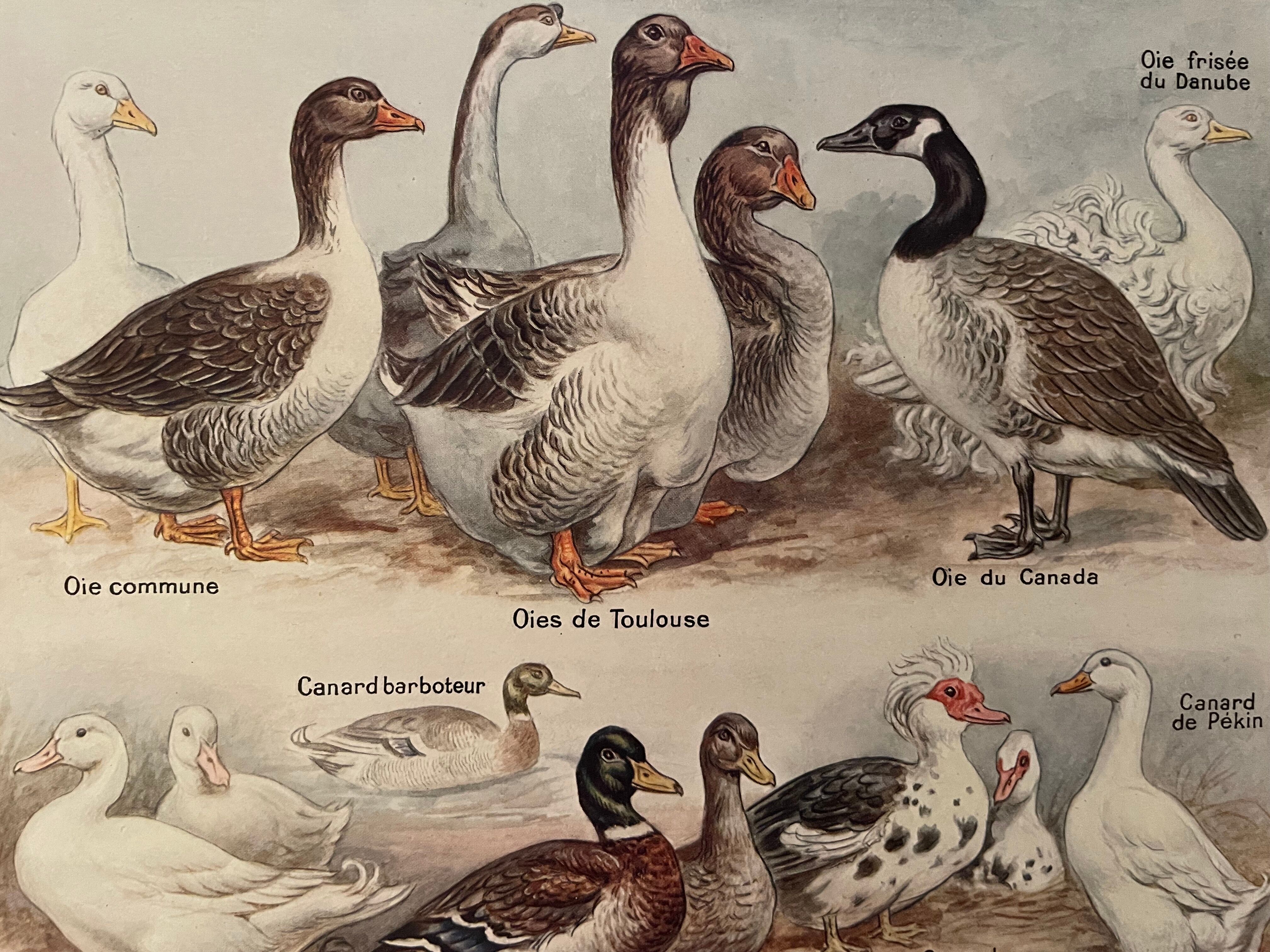 Lithograph on backyard birds from 1921 (IV)