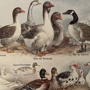 Lithograph on backyard birds from 1921 (IV)