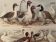 Lithograph on backyard birds from 1921 (IV)