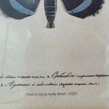 Butterflies lithograph frame