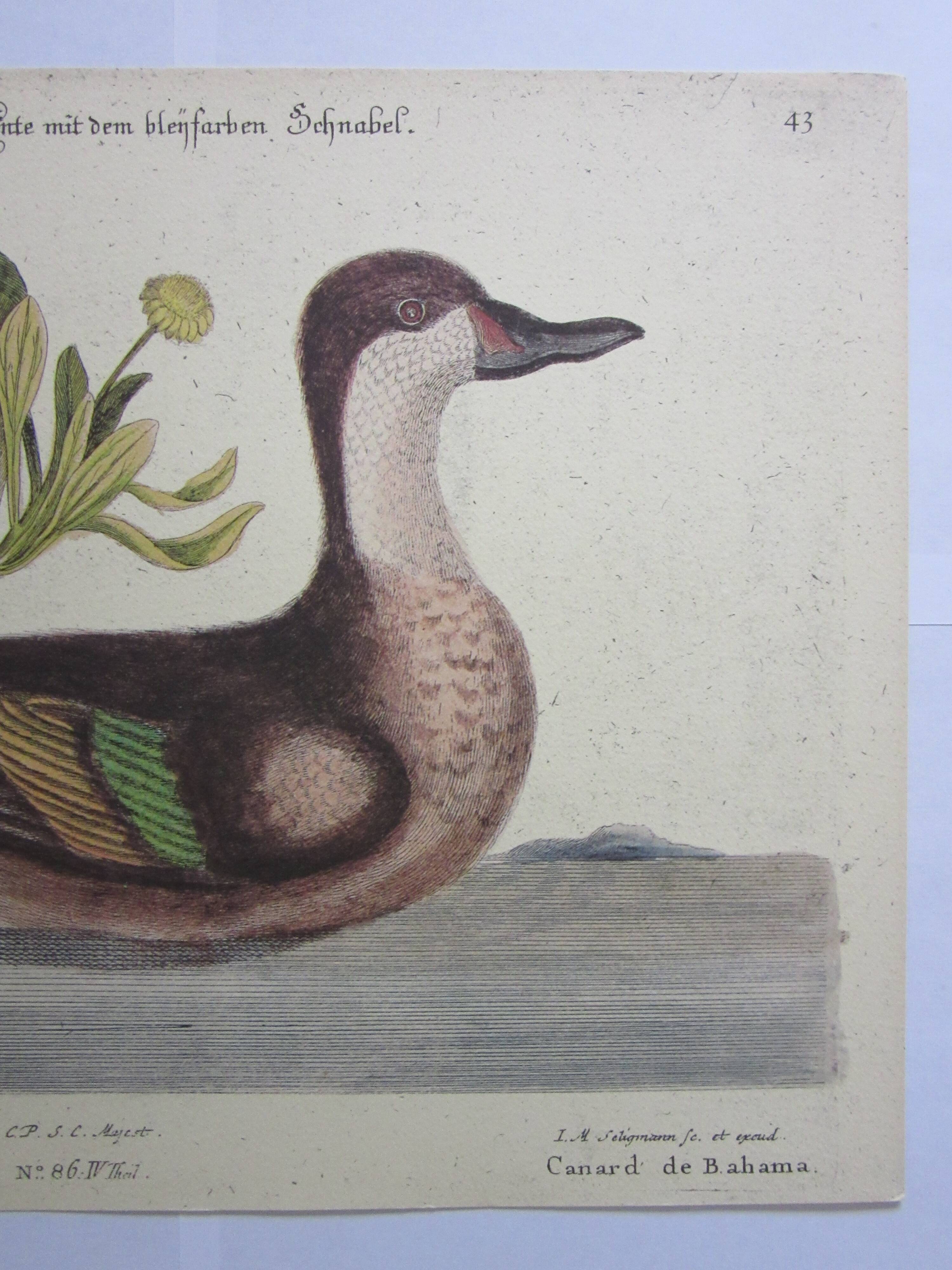 Engraving bird, bahama duck, repro Catesby/Seligmann