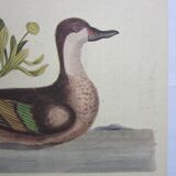 Engraving bird, bahama duck, repro Catesby/Seligmann