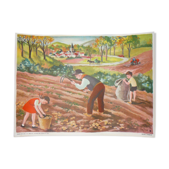 Carte scolaire des éditions Bourrelier série 23 la récolte des pommes de terre