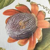 Reproduction of the "Passiflora Quadrangularis" pj redoute under glass. Wooden frame.