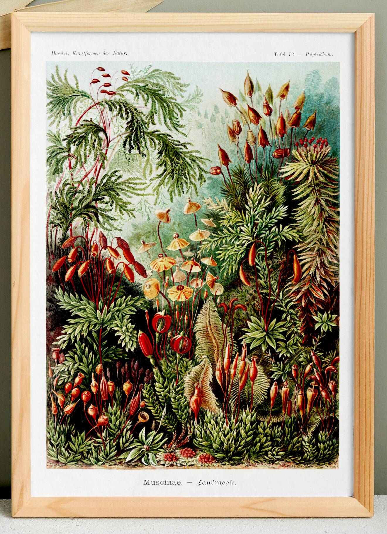 Poster about mossy plants, based on an old lithograph from 1904