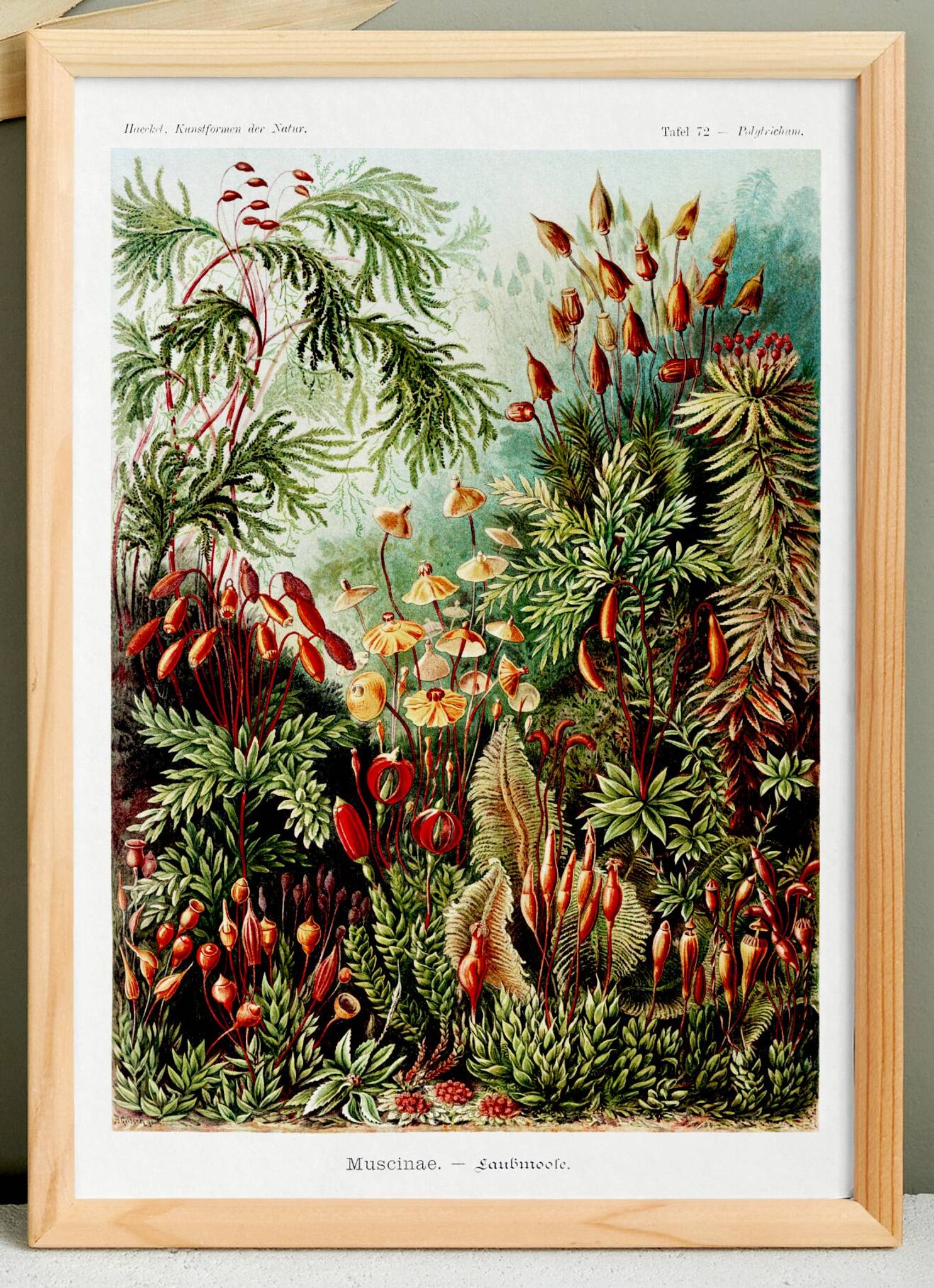Affiche sur les plantes à mousse, d’après une lithographie ancienne de 1904