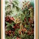 Poster about mossy plants, based on an old lithograph from 1904