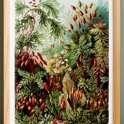 Affiche sur les plantes à mousse, d’après une lithographie ancienne de 1904