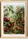 Poster about mossy plants, based on an old lithograph from 1904