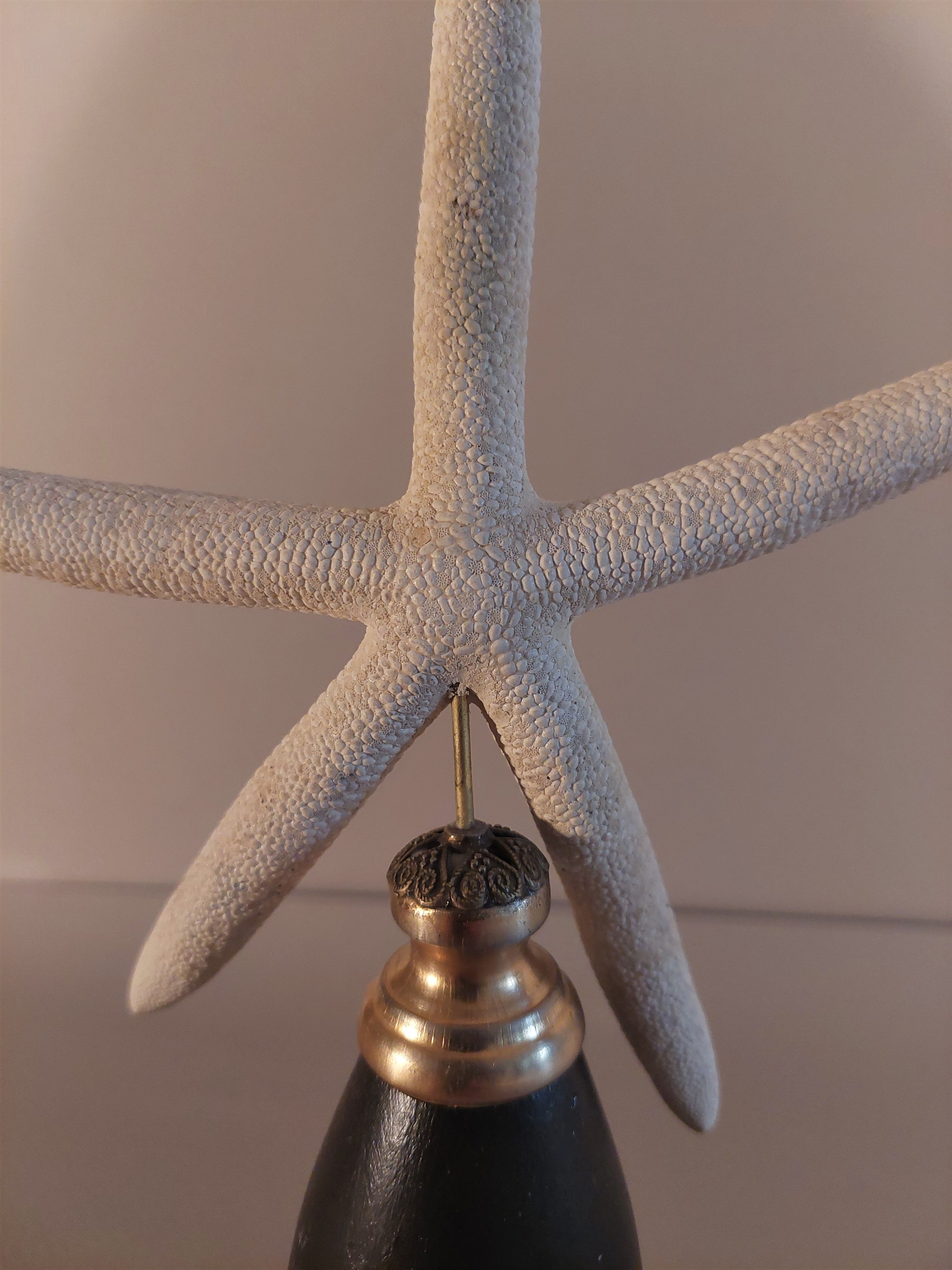 Cabinet of Curiosities white starfish linckia laevigata on base