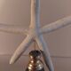 Cabinet of Curiosities white starfish linckia laevigata on base