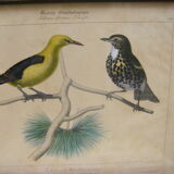 Collection of nine ornithological engravings
