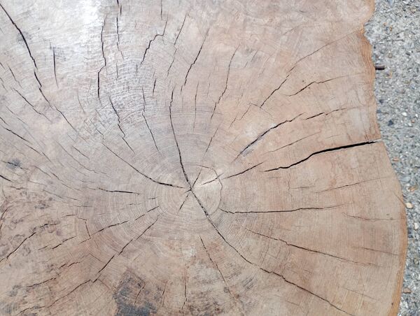 Table basse style brutaliste en orme