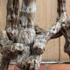 Brutalist stool, vines