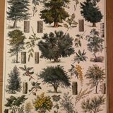 Botanical trees original Larousse plates from the beginning of the century
