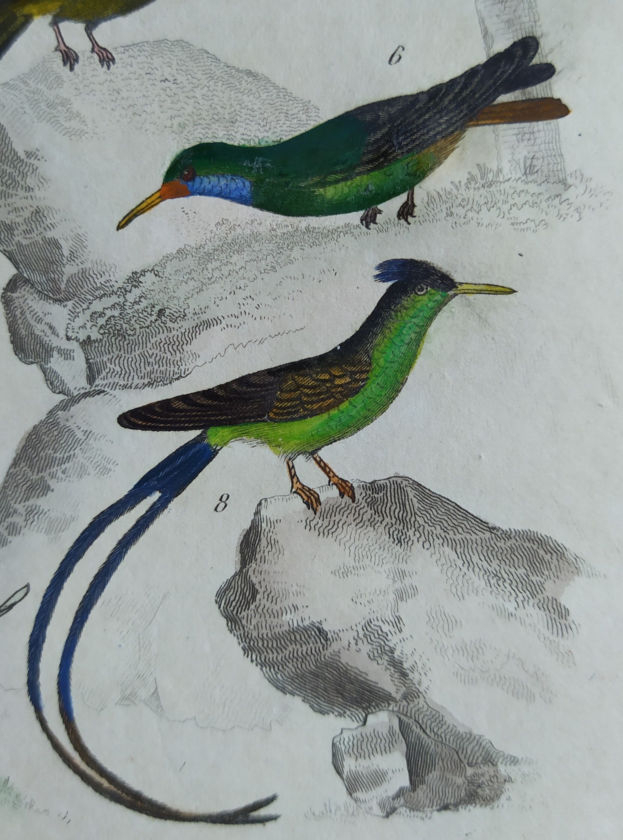 Original Ornithological Plate "Green Gold - Hoopoe - Ruby Topaz - &c..." Buffon 1836