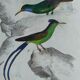 Original Ornithological Plate "Green Gold - Hoopoe - Ruby Topaz - &c..." Buffon 1836