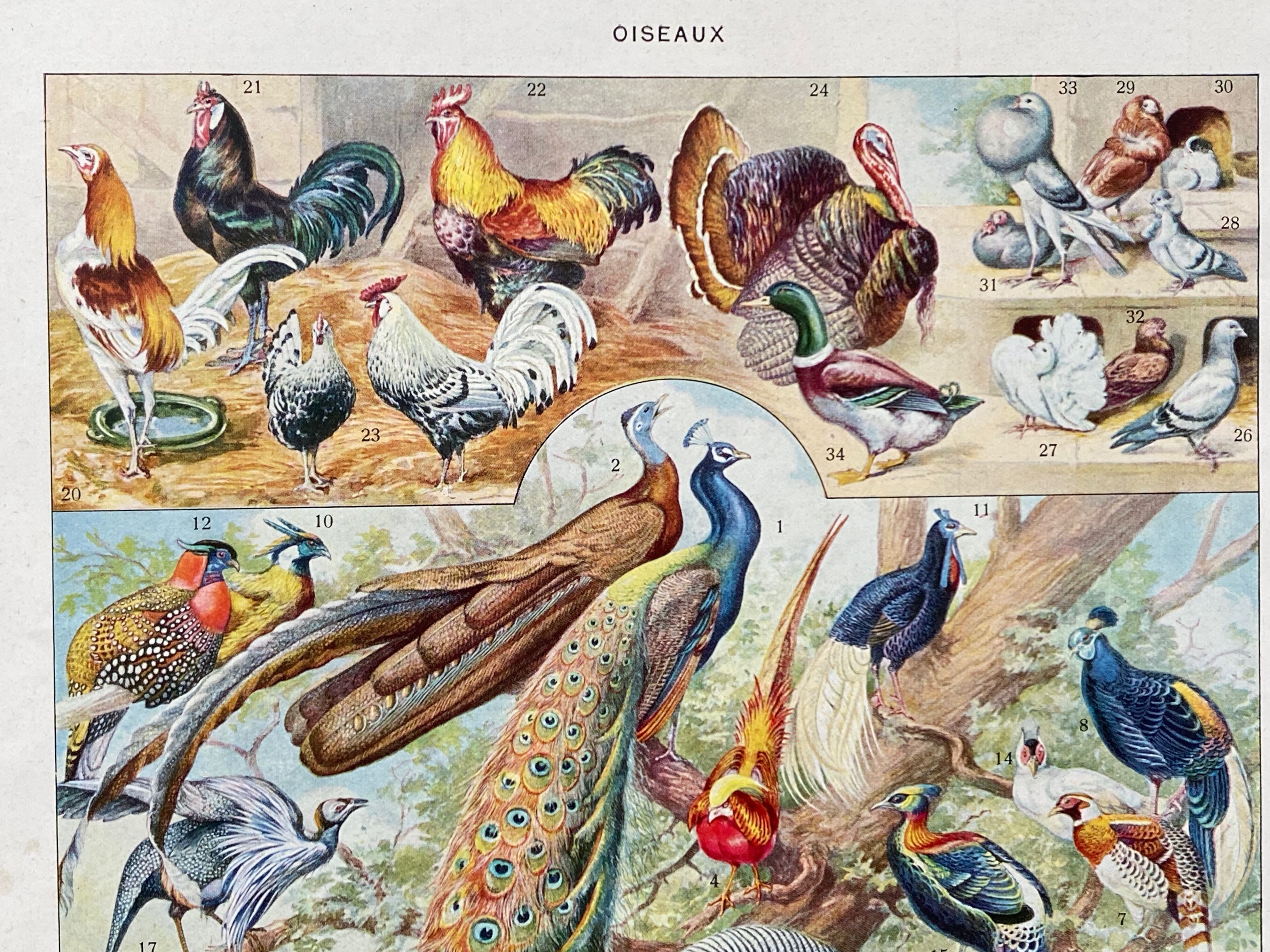 Illustration ancienne Millot "oiseaux"