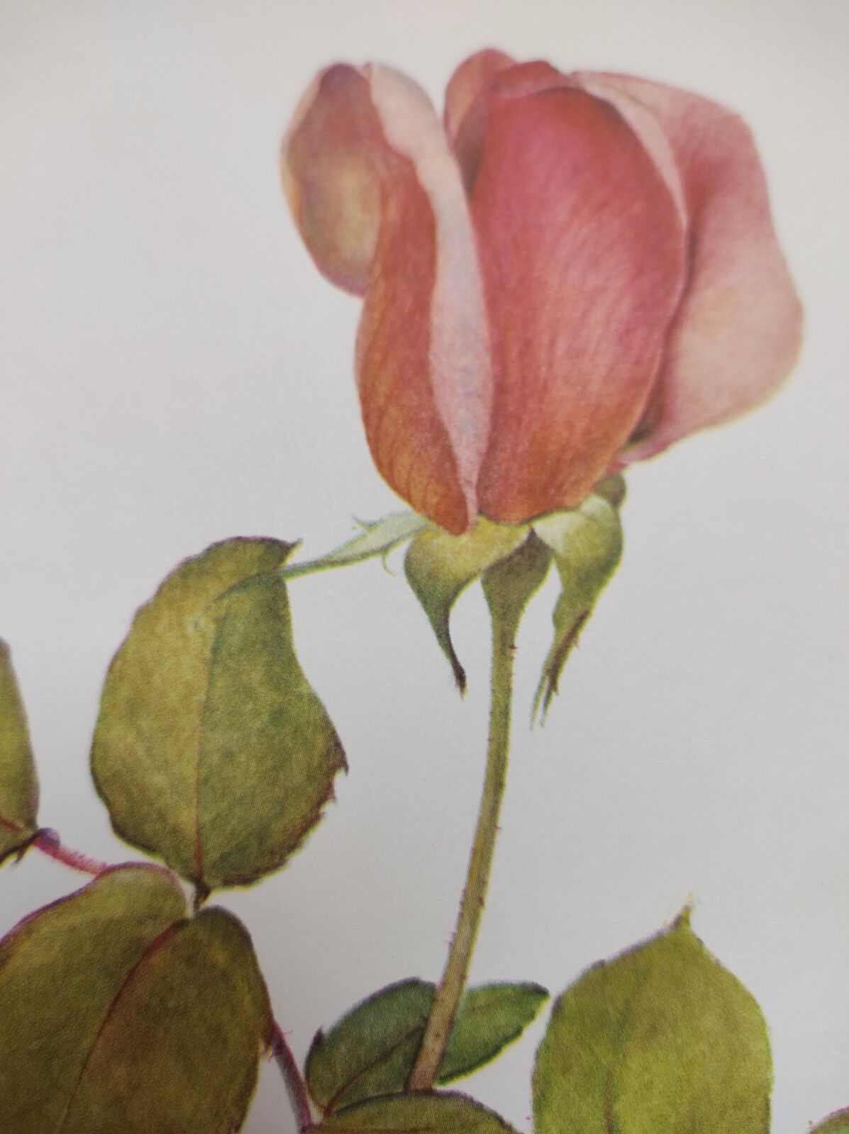 Rose Botanical Board - Original Vintage from 1968 - Betty Uprichard🌹