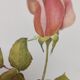 Rose Botanical Board - Original Vintage from 1968 - Betty Uprichard🌹