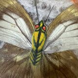 Lot de six sous verres en bambou et papillons