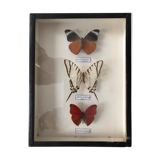Set of 3 butterflies framed under glass