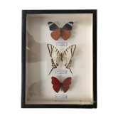 Set of 3 butterflies framed under glass