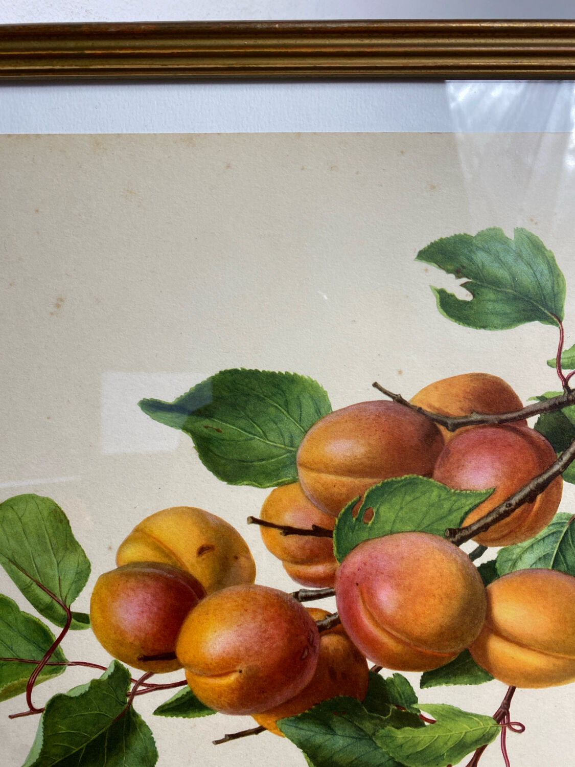 Affiche botanique, Prunus Armeniaca