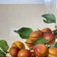 Affiche botanique, Prunus Armeniaca