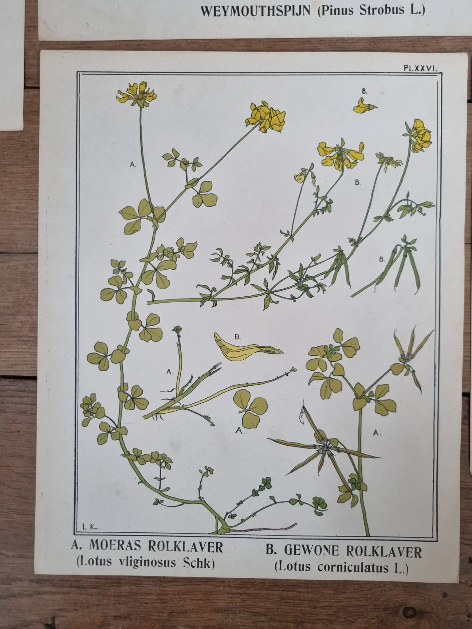 Set of 9 botanical plates – Atlas van Nederlandsche planten, L. Klaver