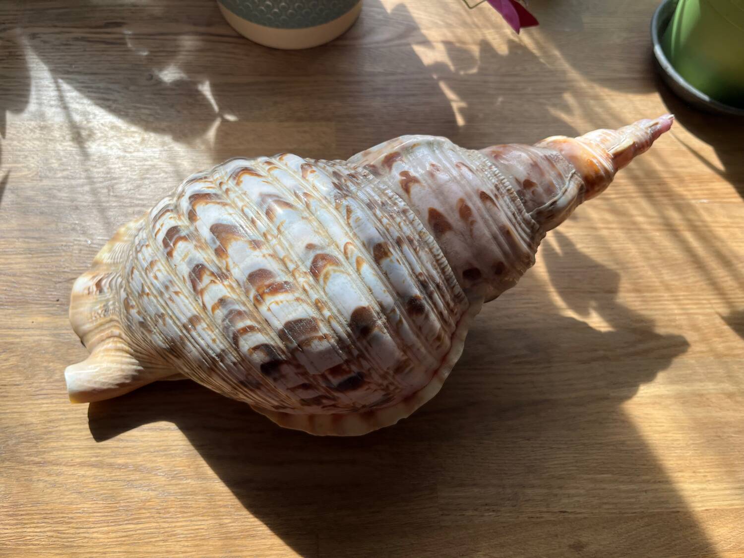 Shell - Charonia tritonis