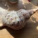 Shell - Charonia tritonis