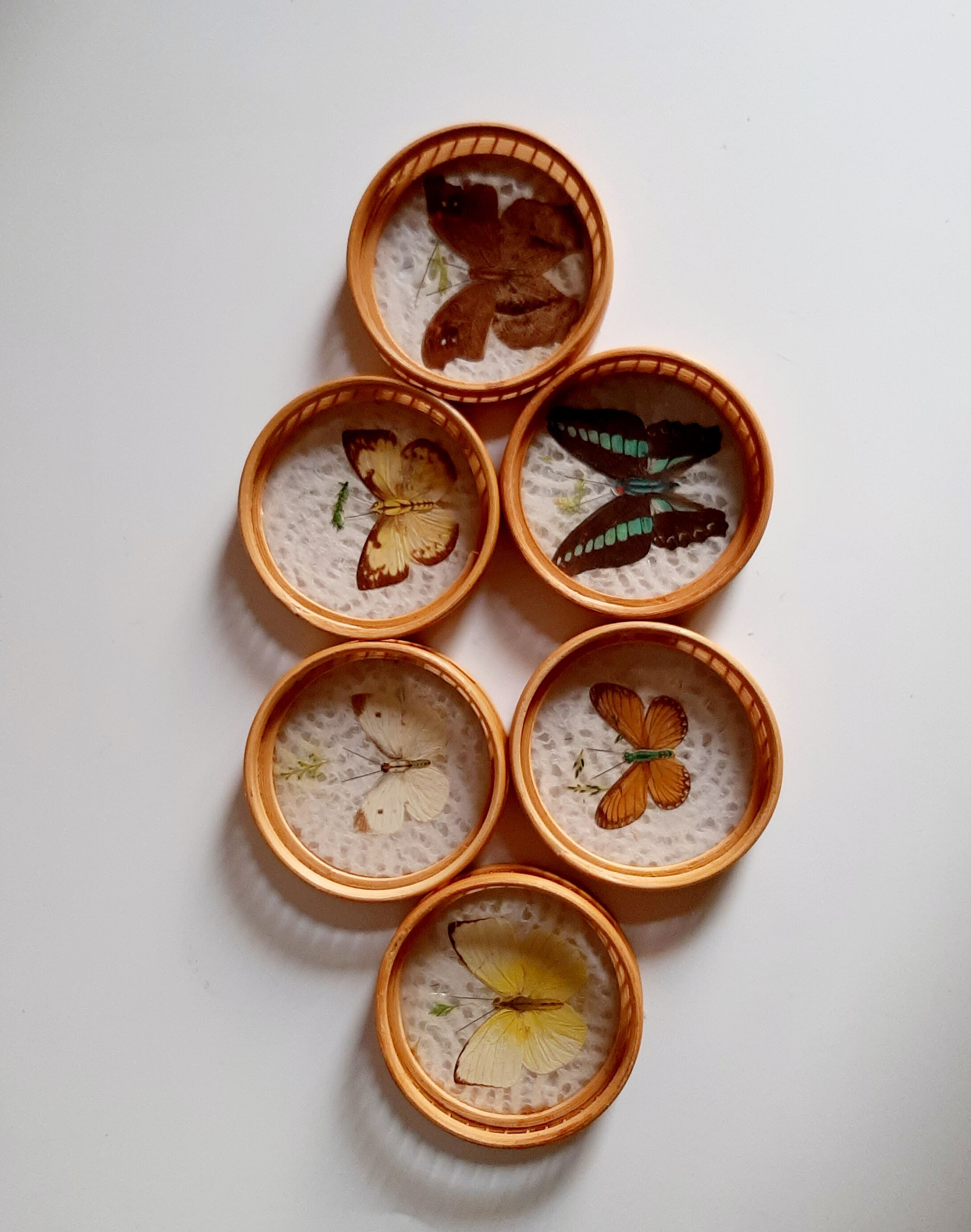 Butterfly tray and 6 coasters
