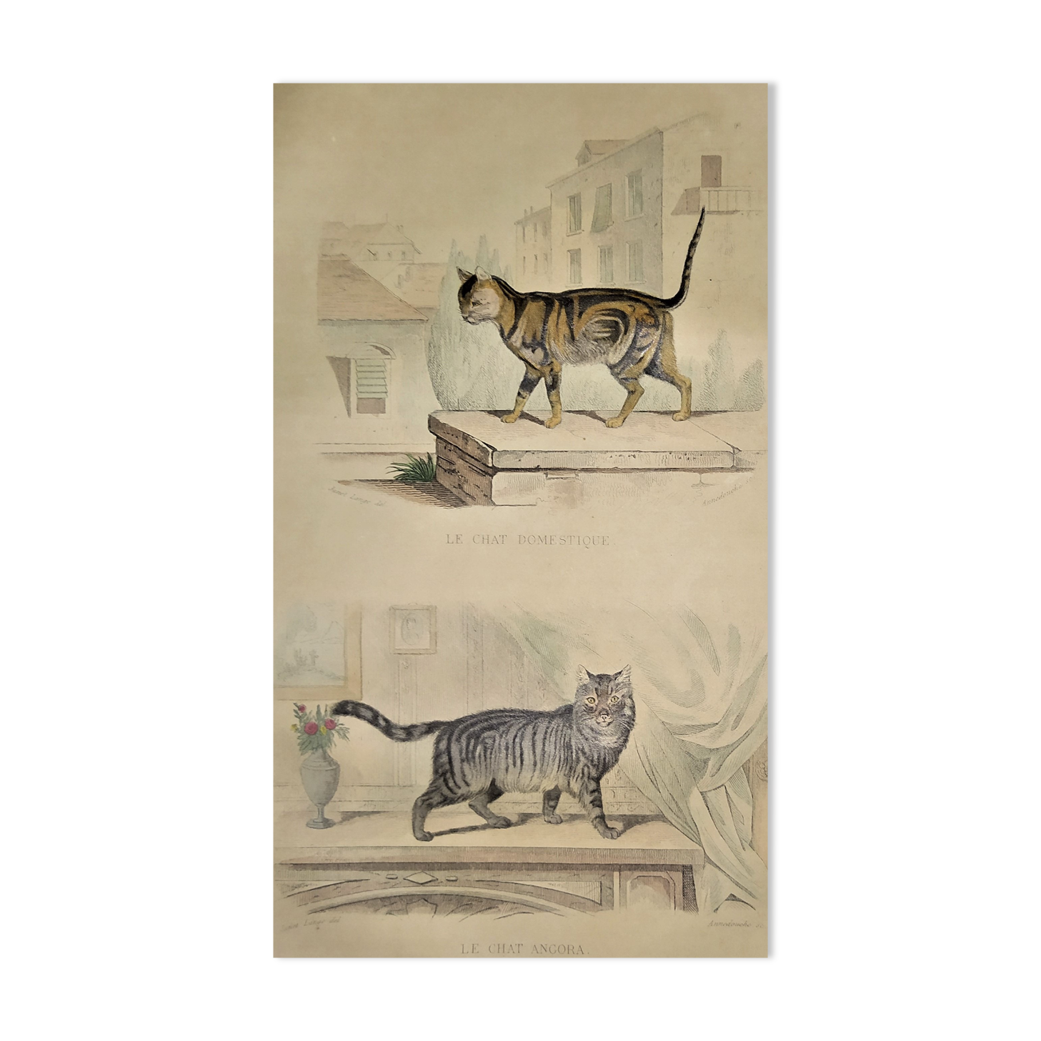 Original zoological plate of 1839 " domestic cat & angora "