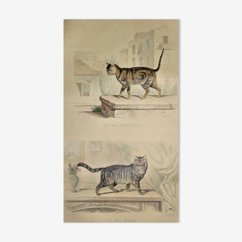 Planche zoologique originale de 1839 " chat domestique & angora "